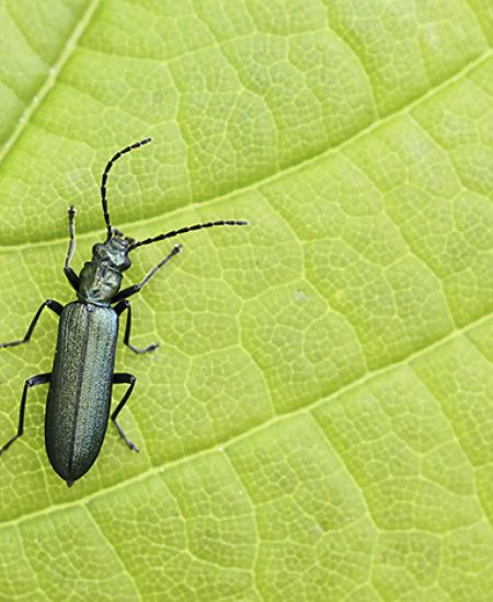 Author Interview with Penny Metal: Insectinside