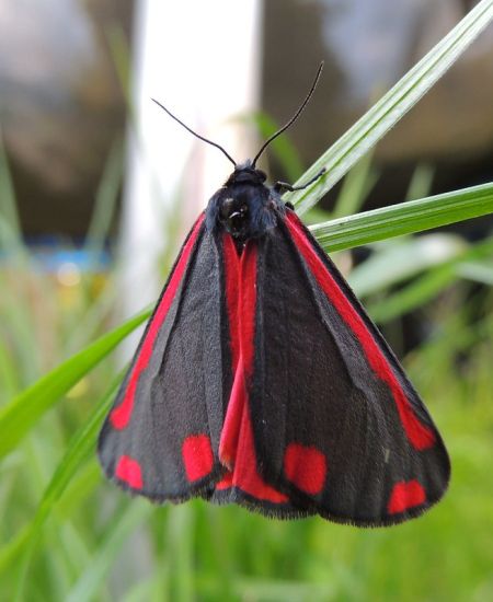 UK Moth Recorders’ Meeting 2025