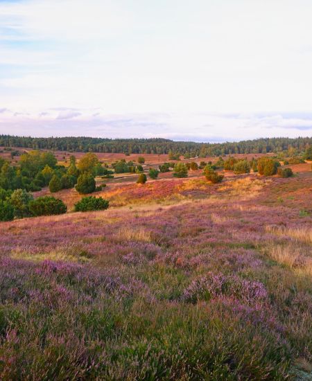 The NHBS Introduction to Habitats: Heathland and Moorland