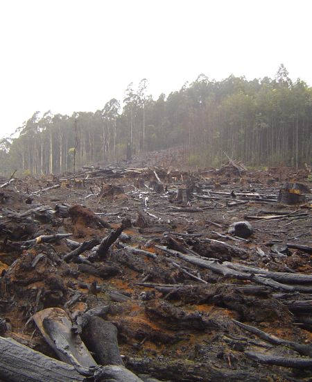 Climate Challenges: 4. Deforestation