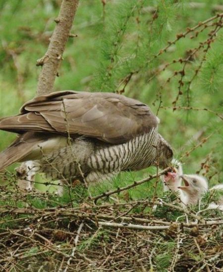 Author Interview with James Aldred: Goshawk Summer