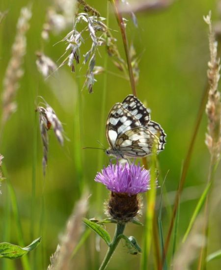 The Big Butterfly Count: NHBS Staff Results