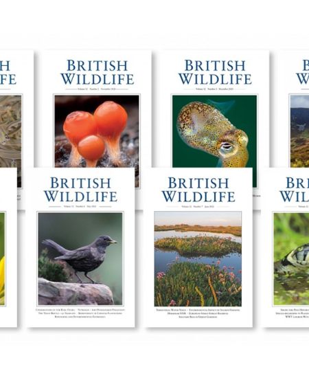 British Wildlife: highlights from the past year