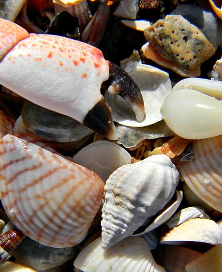 The NHBS Guide to Beachcombing