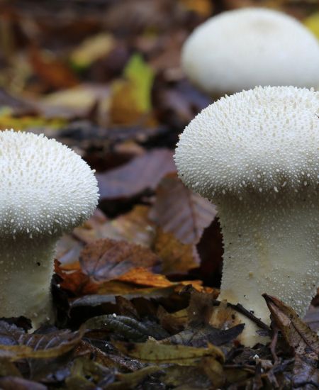 The NHBS Guide to UK Puffball Identification