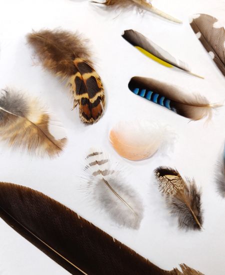 Testing the Guide: Feathers