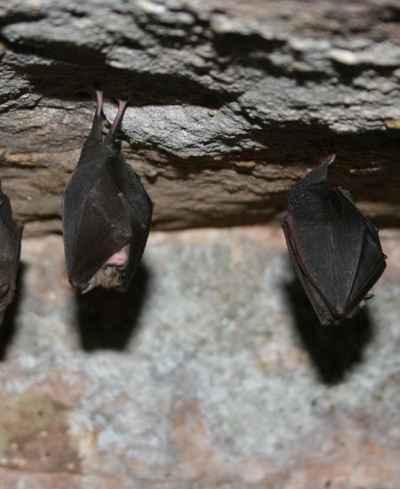 Bat Conservation Trust – National Bat Conference