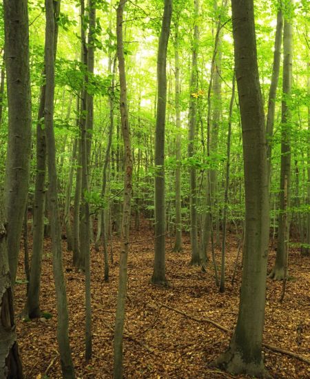 The NHBS Introduction to Habitats: Woodland