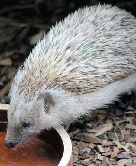 Gift Ideas That Support Wildlife