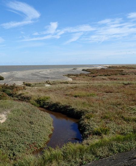 The NHBS Introduction to Habitats: Saltmarsh