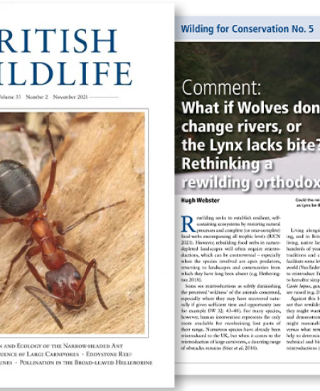 ‘Wilding for Conservation’ series – one year in