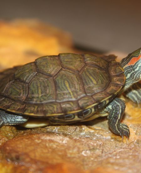 2022 Herpetofauna Workers Meeting: Part 1