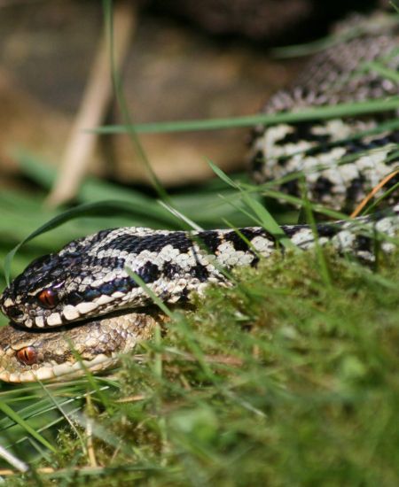 Author Interview with Nicholas Milton: The Secret Life of the Adder: The Vanishing Viper