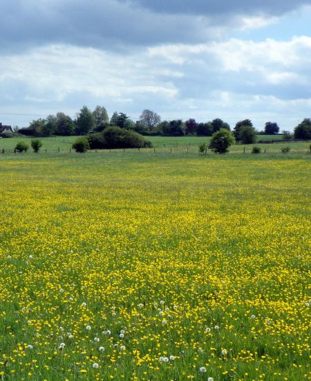 The NHBS Introduction to Habitats: Grassland