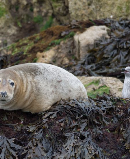 South West Marine Ecosystems Webinar Programme 2022: The State of the South West’s Seas