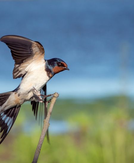 The NHBS Guide to Swifts, Swallows and Martins Identification