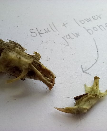 Owl Pellet Dissection