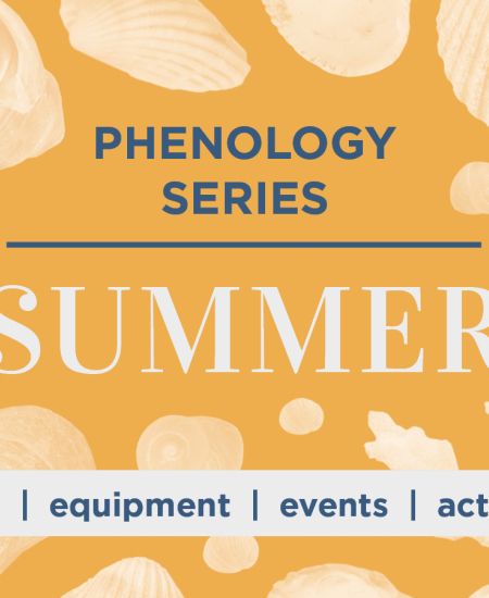 Phenology Series: Summer