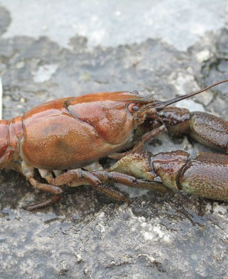 White-clawed crayfish in the UK