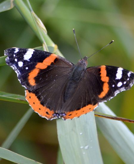 The Big Butterfly Count: NHBS Staff Results 2022