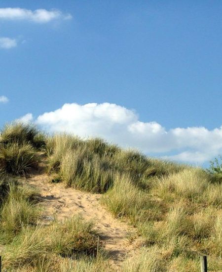 The NHBS Introduction to Habitats: Sand Dunes