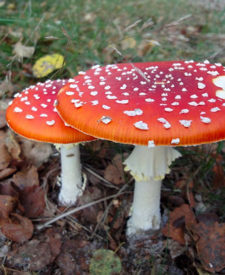 UK Fungus Day 2023
