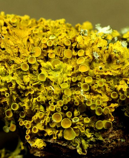 The NHBS Guide to UK Lichens