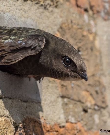 Universal nest bricks