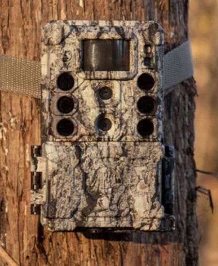 Trail Cameras: A Comparison
