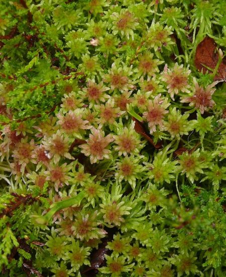 The NHBS Guide to UK Mosses