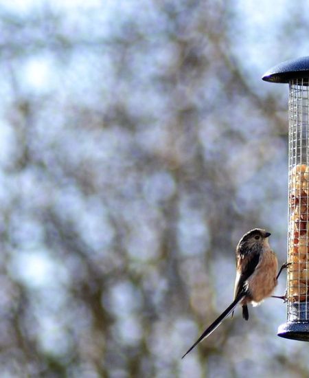 The RSPB Big Garden Birdwatch 2023