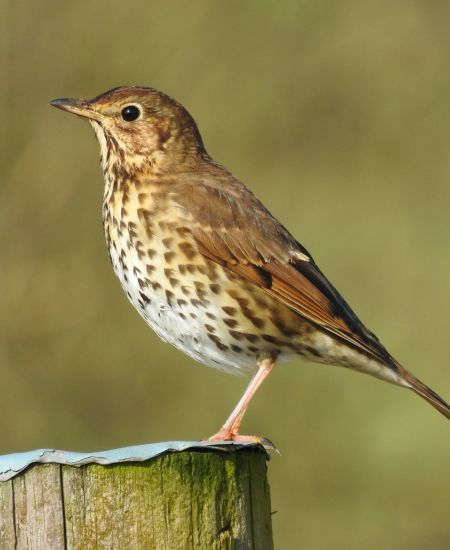 The NHBS Guide to UK Thrush Identification