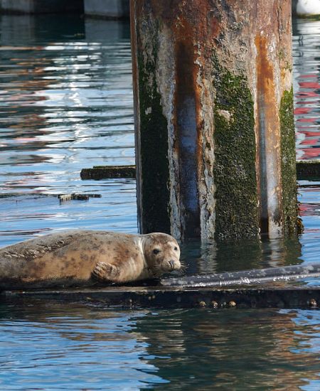 National Marine and Coastal Wildlife Code