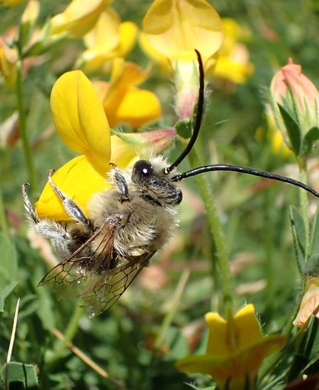 Conservation Volunteering at Prawle Point with Buglife