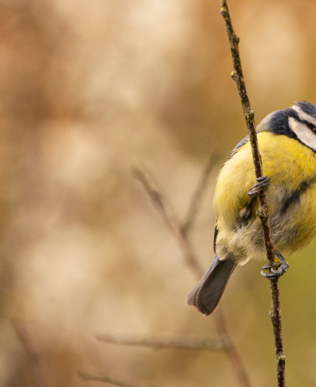 The RSPB Big Garden Birdwatch 2024