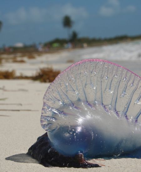 The NHBS Guide to UK Jellyfish and Hydrozoa Identification