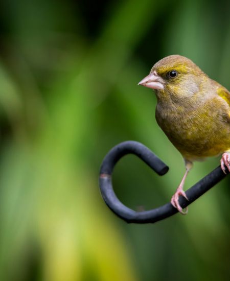 The Big Garden Birdwatch: NHBS Staff Results 2024