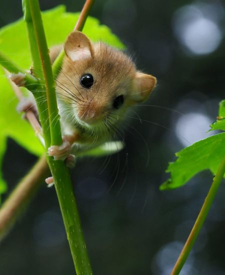 The biodegradable dormouse tube trial