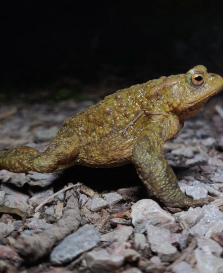 Toads in the Roads