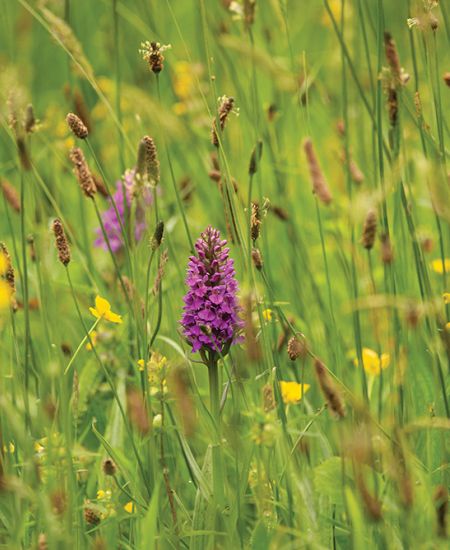 No Mow May: A Celebration of Wildflower Power