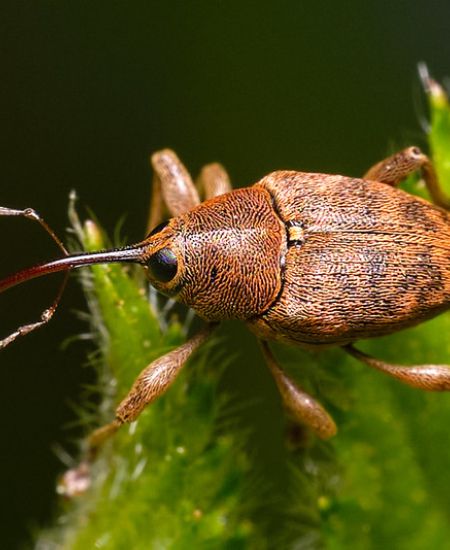 The NHBS Guide to UK Weevil Identification