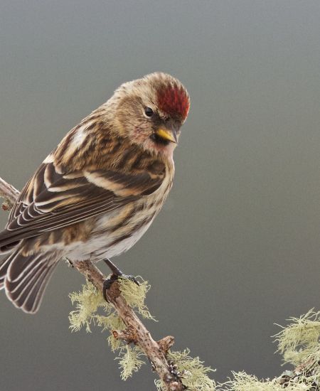 The NHBS Guide to UK Finch Identification
