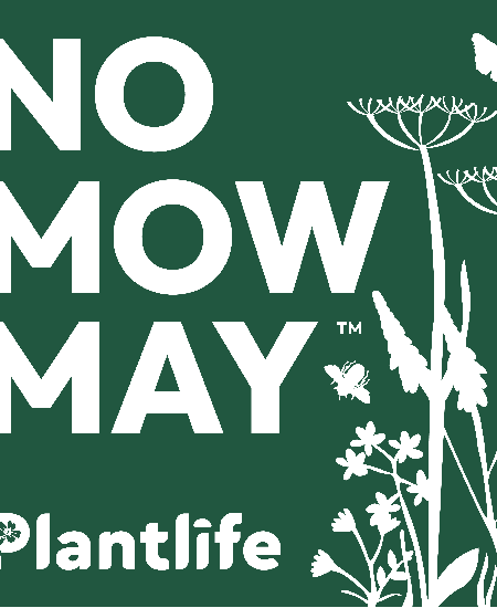 No Mow May 2024: An Update