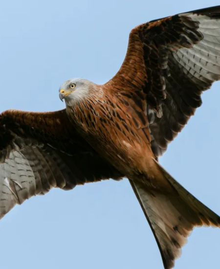 The NHBS Guide to UK Birds of Prey