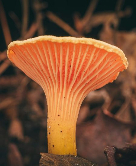 Mycology shortlist: Everything you need to know as a budding mycologist