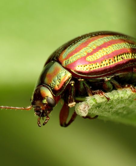 The NHBS Guide to UK Common Garden Beetles