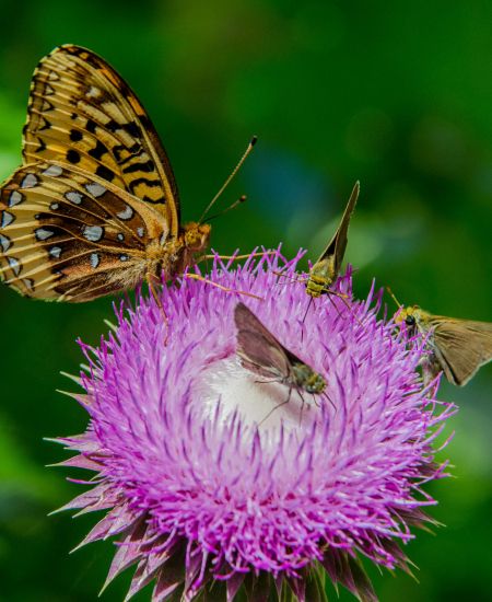 The NHBS Guide to Thistles