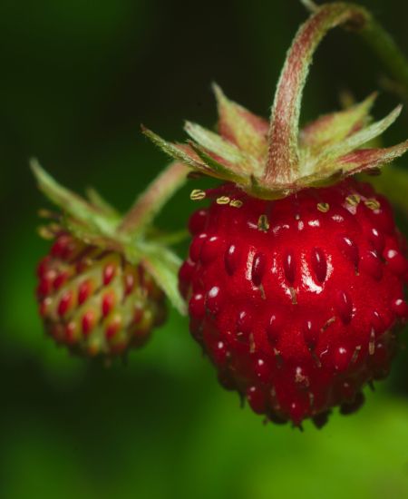 The NHBS Guide to Summer Foraging