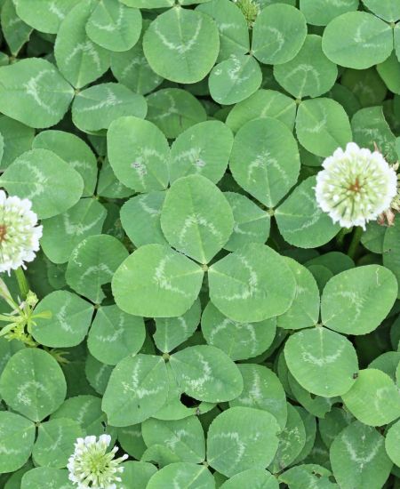 The NHBS Guide to Clovers