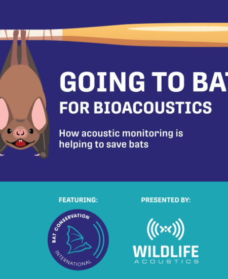 Going to Bat for Bioacoustics: How Acoustic Monitoring is Helping to Save Bats – Webinar Round-up